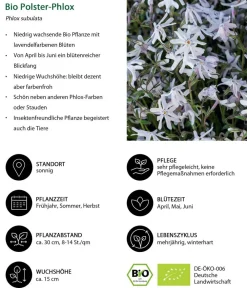 Dehner Bio Bio Polster-Phlox 'Emerald Cushion Blue' Lavendel Outlet