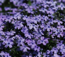 Dehner Bio Bio Polster-Phlox 'Emerald Cushion Blue' Lavendel Outlet