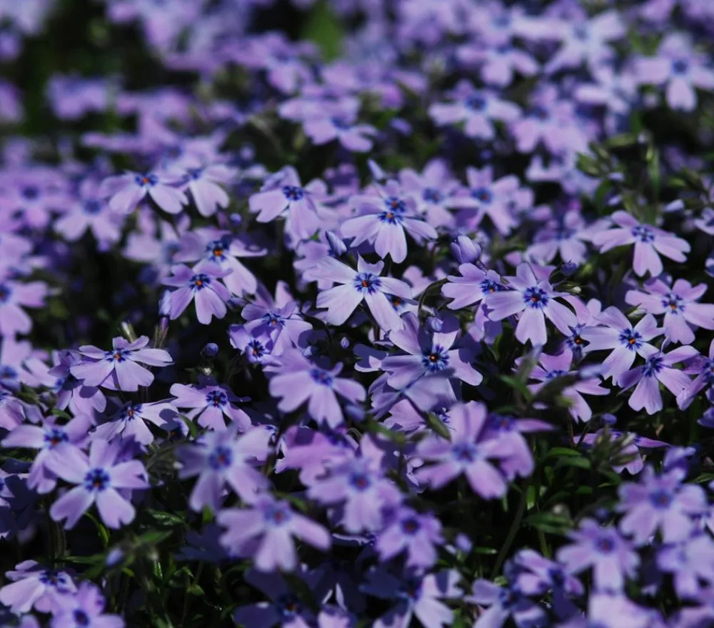 Dehner Bio Bio Polster-Phlox 'Emerald Cushion Blue' Lavendel Outlet