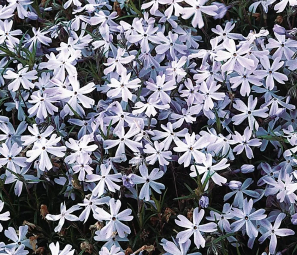 Dehner Bio Bio Polster-Phlox 'Emerald Cushion Blue' Lavendel Outlet