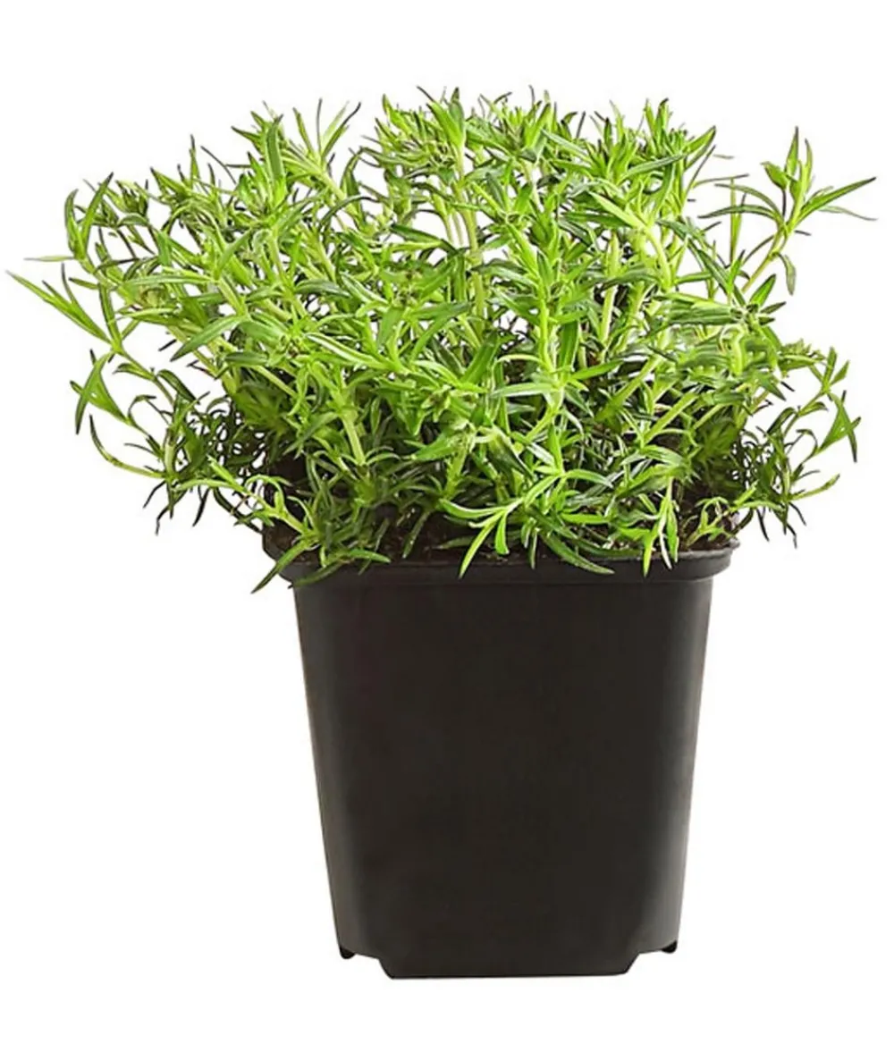 Dehner Bio Bio Polster-Phlox 'Emerald Cushion Blue' Lavendel Outlet