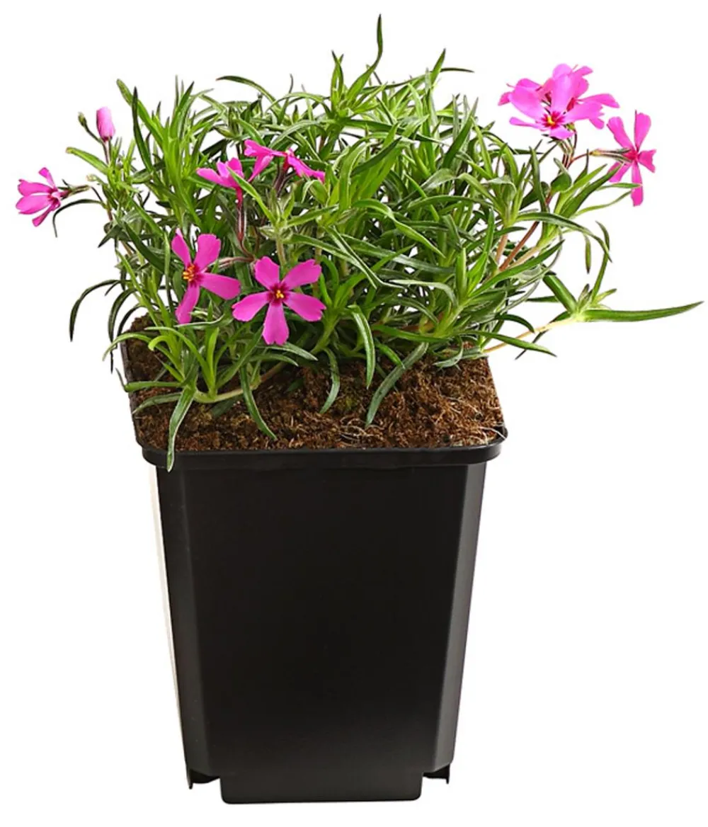 Dehner Bio Steingartenstauden|Bio Stauden - Bio Polster-Phlox 'McDaniel's Cushion' Pink