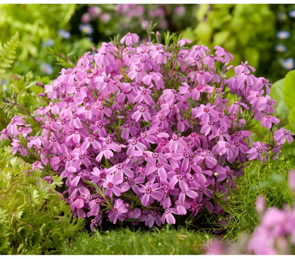 Dehner Bio Steingartenstauden|Bio Stauden - Bio Polster-Phlox 'McDaniel's Cushion' Pink