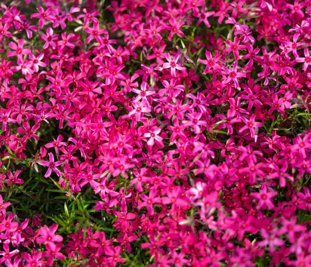 Dehner Bio Steingartenstauden|Bio Stauden - Bio Polster-Phlox 'McDaniel's Cushion' Pink