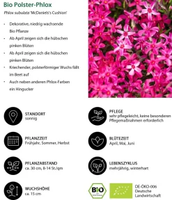 Dehner Bio Steingartenstauden|Bio Stauden - Bio Polster-Phlox 'McDaniel's Cushion' Pink