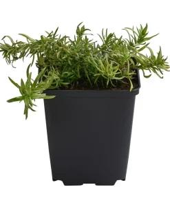 Dehner Bio Bodendecker & Efeu|Bio Stauden > Bio Polster-Phlox 'Purple Beauty'