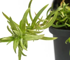 Dehner Bio Bodendecker & Efeu|Bio Stauden > Bio Polster-Phlox 'Purple Beauty'