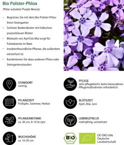 Dehner Bio Bodendecker & Efeu|Bio Stauden > Bio Polster-Phlox 'Purple Beauty'