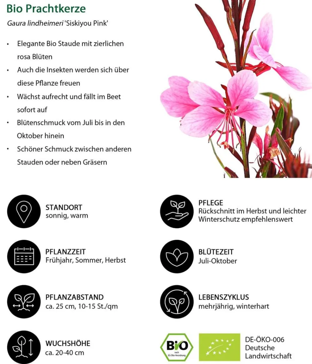 Dehner Bio Sommerstauden|Bio Stauden - Bio Prachtkerze 'Siskiyou Pink' Rosa