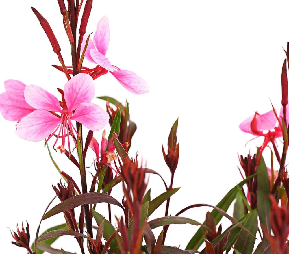 Dehner Bio Sommerstauden|Bio Stauden - Bio Prachtkerze 'Siskiyou Pink' Rosa