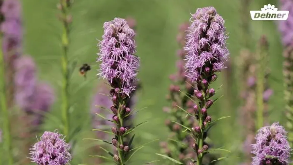 Dehner Bio Sommerstauden|Bio Stauden - Bio Prachtscharte, Rosa