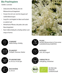 Dehner Bio Blatt- & Schattenstauden|Bio Stauden > Bio Prachtspiere,