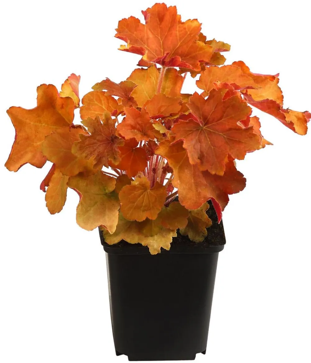 Dehner Bio Bodendecker & Efeu|Blatt- & Schattenstauden > Bio Purpurglöckchen 'Caramel®'