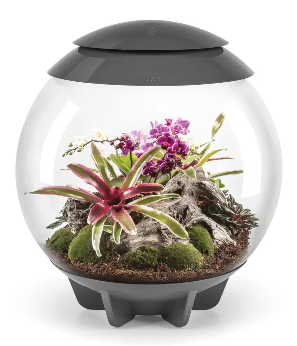 biOrb® Terrarium > Terrarium AIR 60