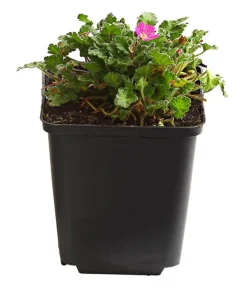 Dehner Bio Bio Reiherschnabel Pink Best