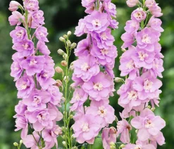 Dehner Bio Sommerstauden|Bio Stauden - Bio Rittersporn, rosa Zartrosa