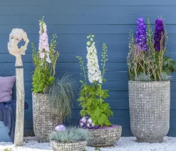 Dehner Bio Sommerstauden|Bio Stauden > Bio Rittersporn,