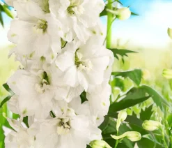 Dehner Bio Sommerstauden|Bio Stauden > Bio Rittersporn,