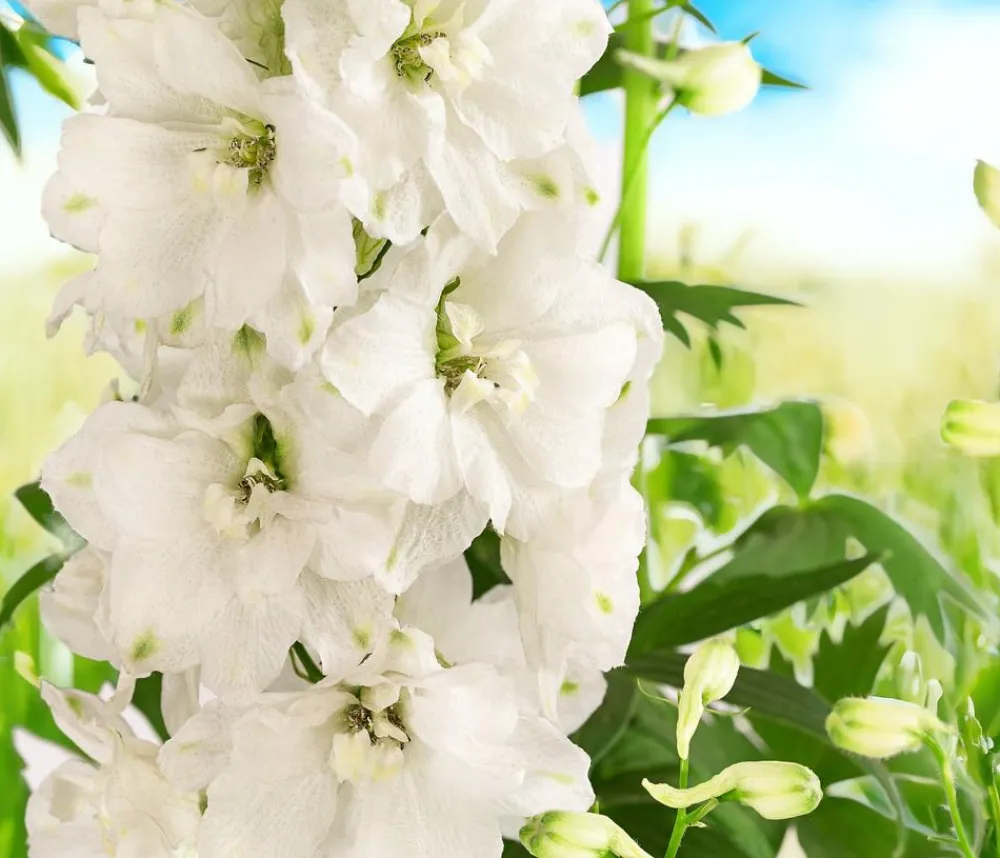 Dehner Bio Sommerstauden|Bio Stauden > Bio Rittersporn,