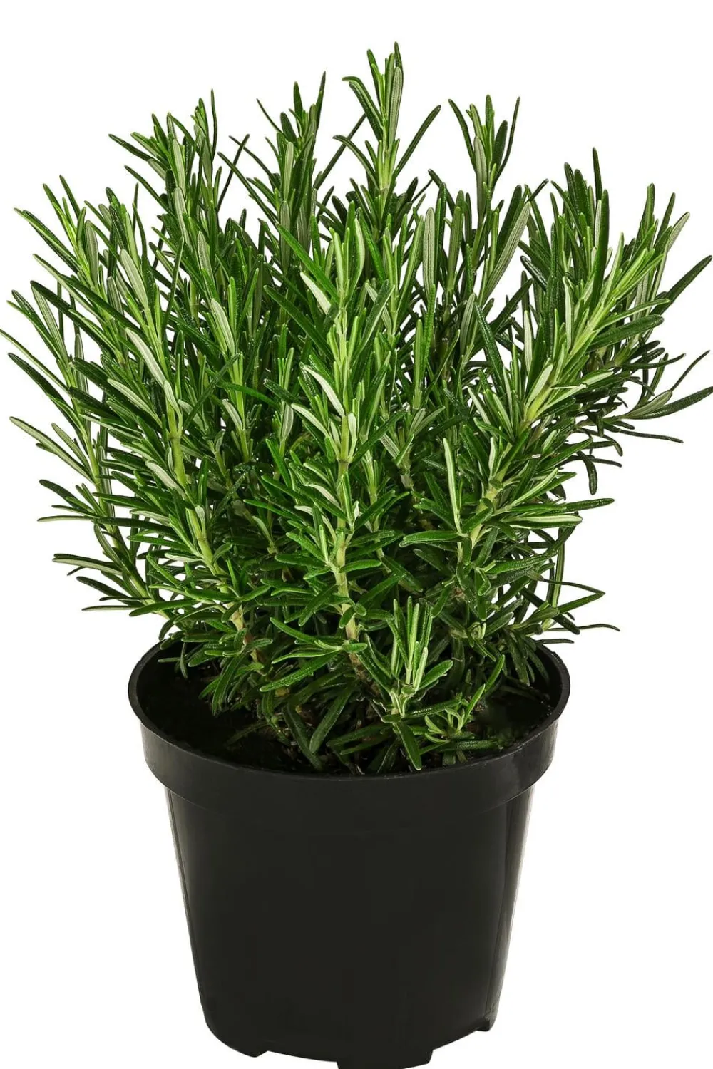 Dehner Bio Bio-Kräuter|Garten- & Heilkräuter > Bio Rosmarin