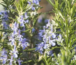 Dehner Bio Bio-Kräuter|Garten- & Heilkräuter > Bio Rosmarin