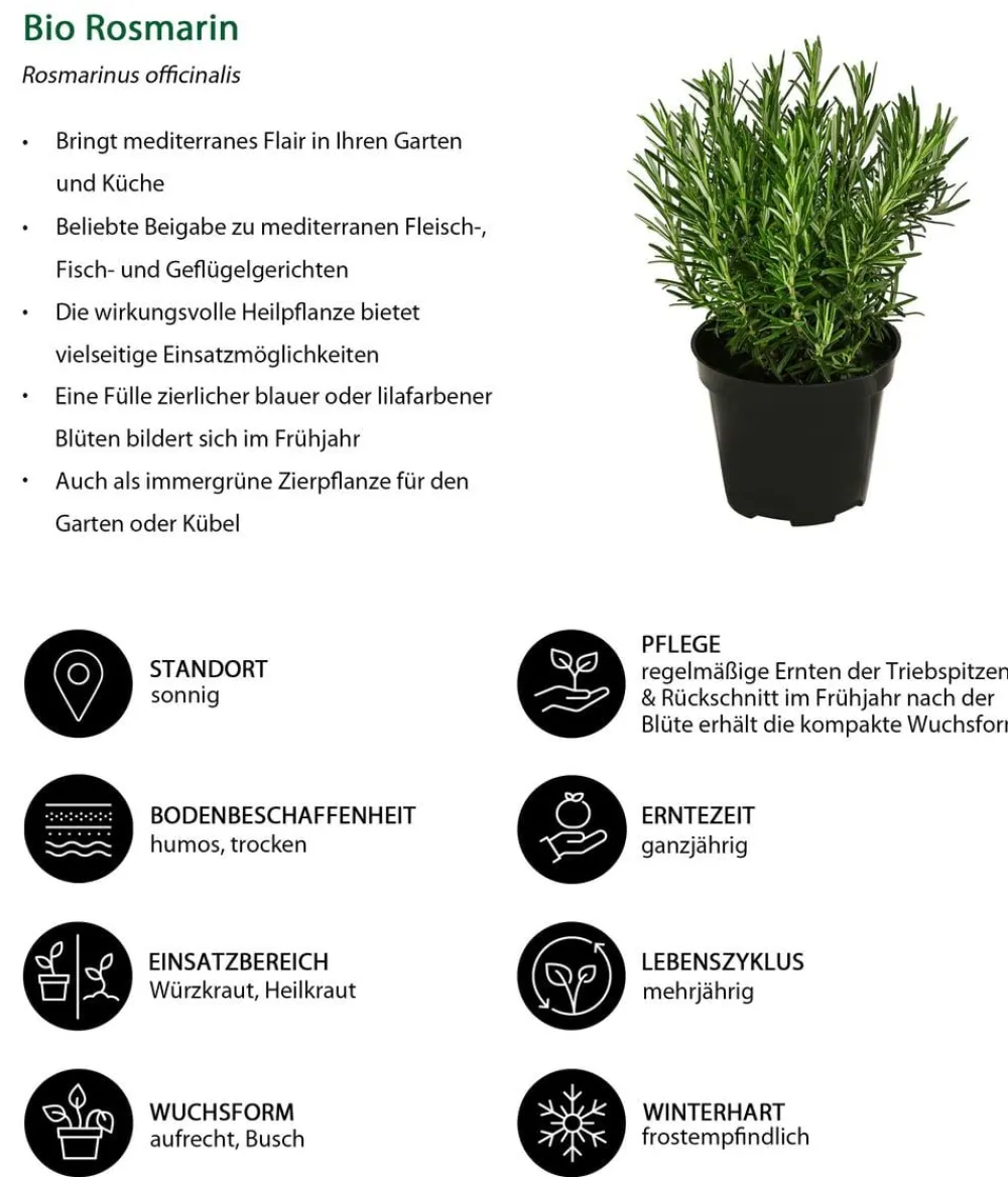 Dehner Bio Bio-Kräuter|Garten- & Heilkräuter > Bio Rosmarin