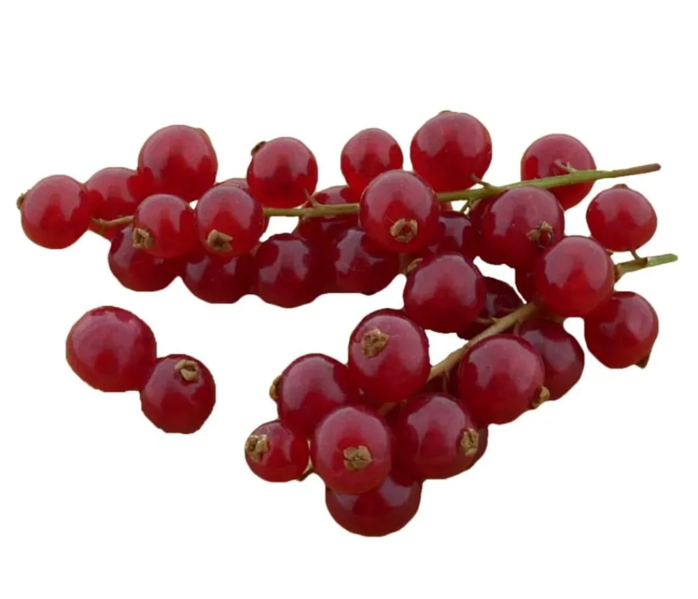 Dehner Bio Bio-Obststräucher > Bio e Johannisbeere 'Jonkheer Van Tets'