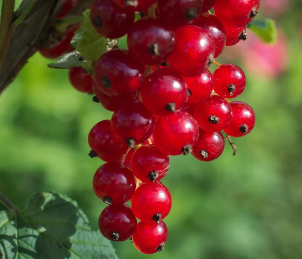 Dehner Bio Bio-Obststräucher > Bio e Johannisbeere 'Jonkheer Van Tets'