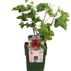 Dehner Bio Bio e Johannisbeere 'Jonkheer Van Tets' Rot Best
