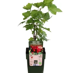 Dehner Bio Bio e Johannisbeere 'Ribest® Lisette®' Rot Online