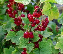 Dehner Bio Bio e Johannisbeere 'Ribest® Lisette®' Rot Online