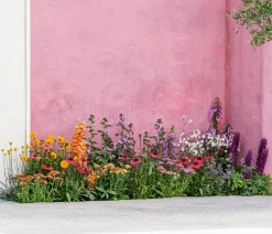 Dehner Bio Sommerstauden|Bio Stauden > Bio e Schafgarbe 'Cerise Queen'