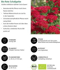 Dehner Bio Sommerstauden|Bio Stauden > Bio e Schafgarbe 'Cerise Queen'
