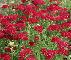 Dehner Bio Sommerstauden|Bio Stauden > Bio e Schafgarbe 'Cerise Queen'
