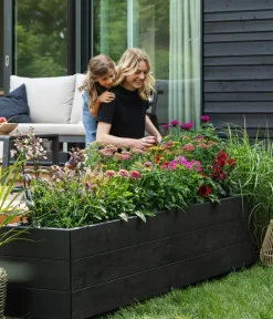 Dehner Bio Sommerstauden|Bio Stauden > Bio e Schafgarbe 'Cerise Queen'