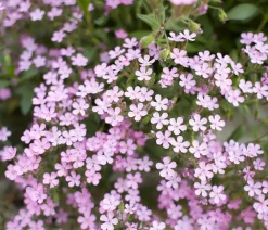 Dehner Bio Bio Rotes Teppich-Seifenkraut Rosa Online