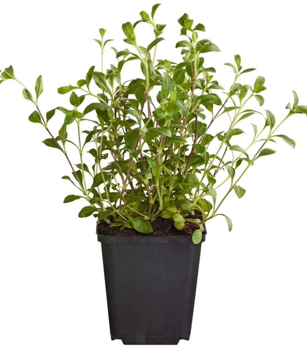 Dehner Bio Bio Rotes Teppich-Seifenkraut Rosa Online