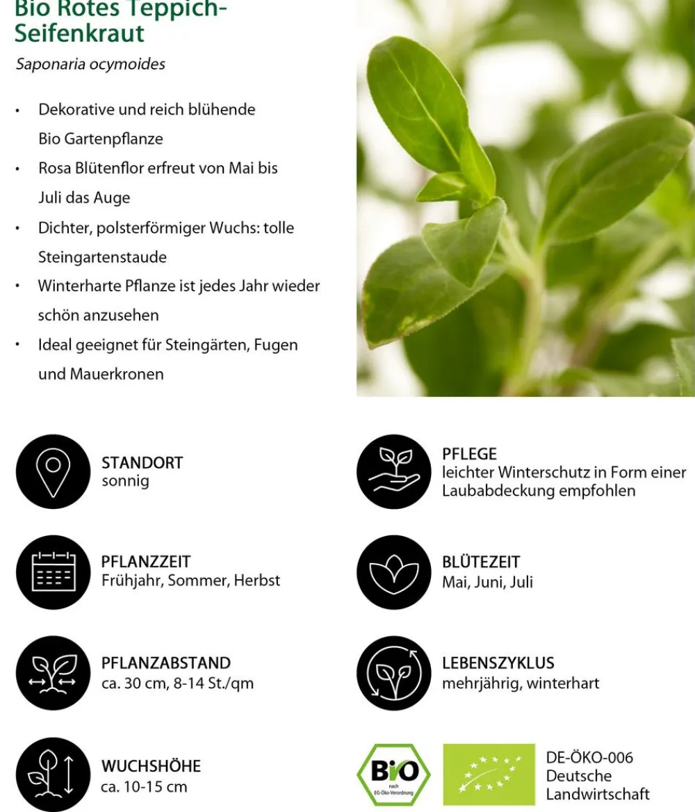 Dehner Bio Bio Rotes Teppich-Seifenkraut Rosa Online
