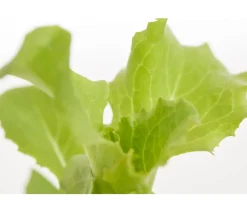 Dehner Bio Bio Salanova® Batavia, 6er Schale Grün Clearance