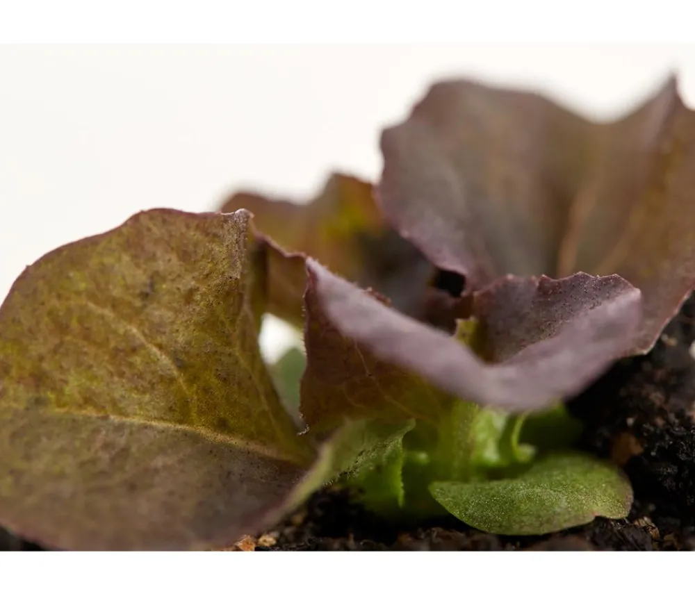 Dehner Bio Bio-Gemüsepflanzen|Kohl- & Salatpflanzen - Bio Salanova® Batavia, 6er Schale Rot