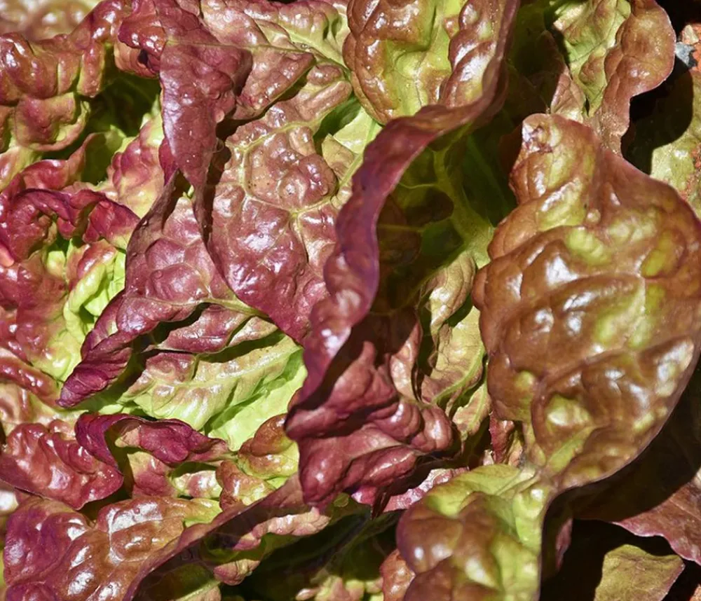 Dehner Bio Bio-Gemüsepflanzen|Kohl- & Salatpflanzen > Bio Salanova® Kopfsalat, 6er Schale