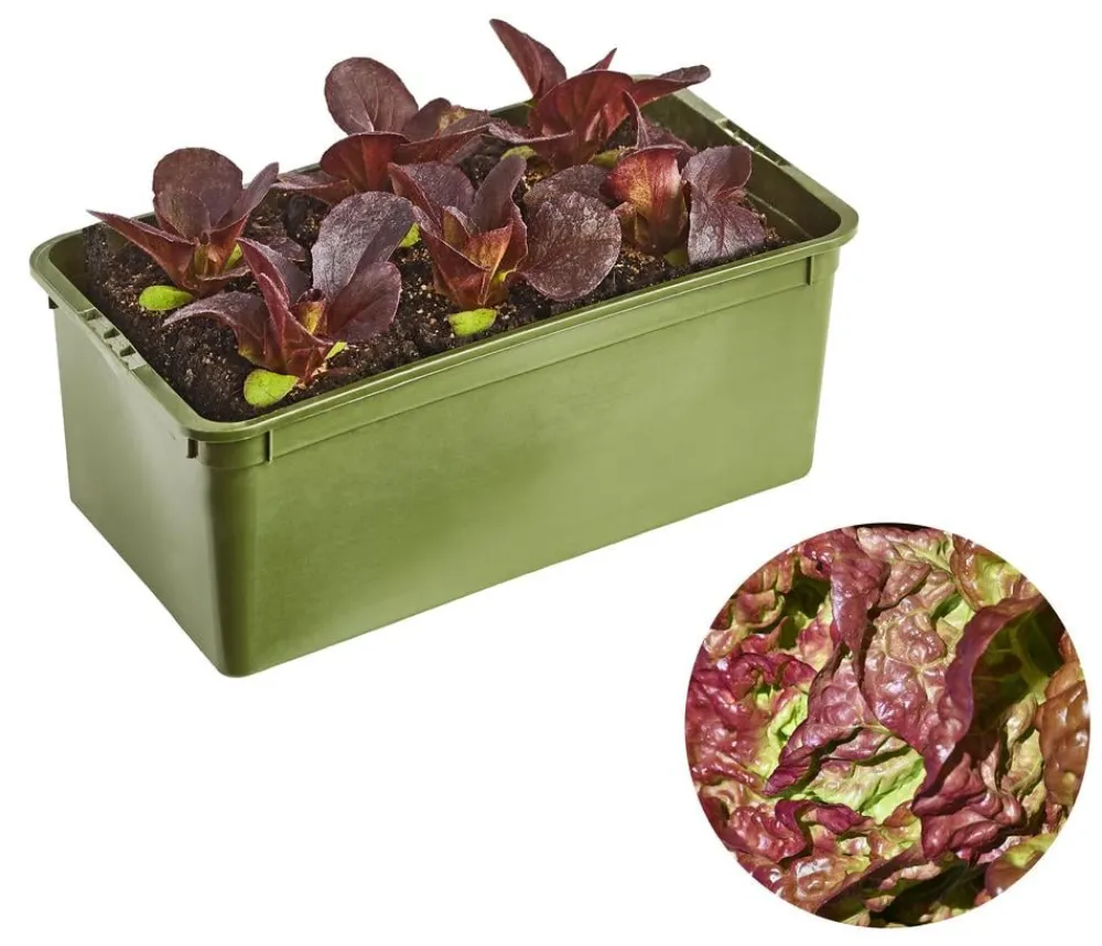 Dehner Bio Bio-Gemüsepflanzen|Kohl- & Salatpflanzen > Bio Salanova® Kopfsalat, 6er Schale