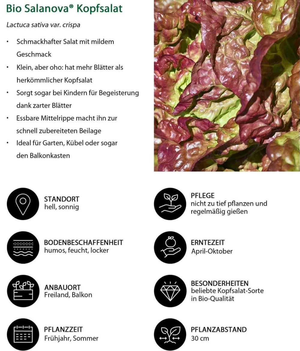 Dehner Bio Bio-Gemüsepflanzen|Kohl- & Salatpflanzen > Bio Salanova® Kopfsalat, 6er Schale