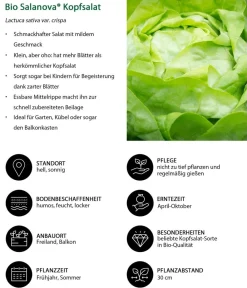 Dehner Bio Bio-Gemüsepflanzen|Kohl- & Salatpflanzen - Bio Salanova® Kopfsalat, 6er Schale Grün