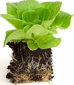 Dehner Bio Bio-Gemüsepflanzen|Kohl- & Salatpflanzen - Bio Salanova® Kopfsalat, 6er Schale Grün