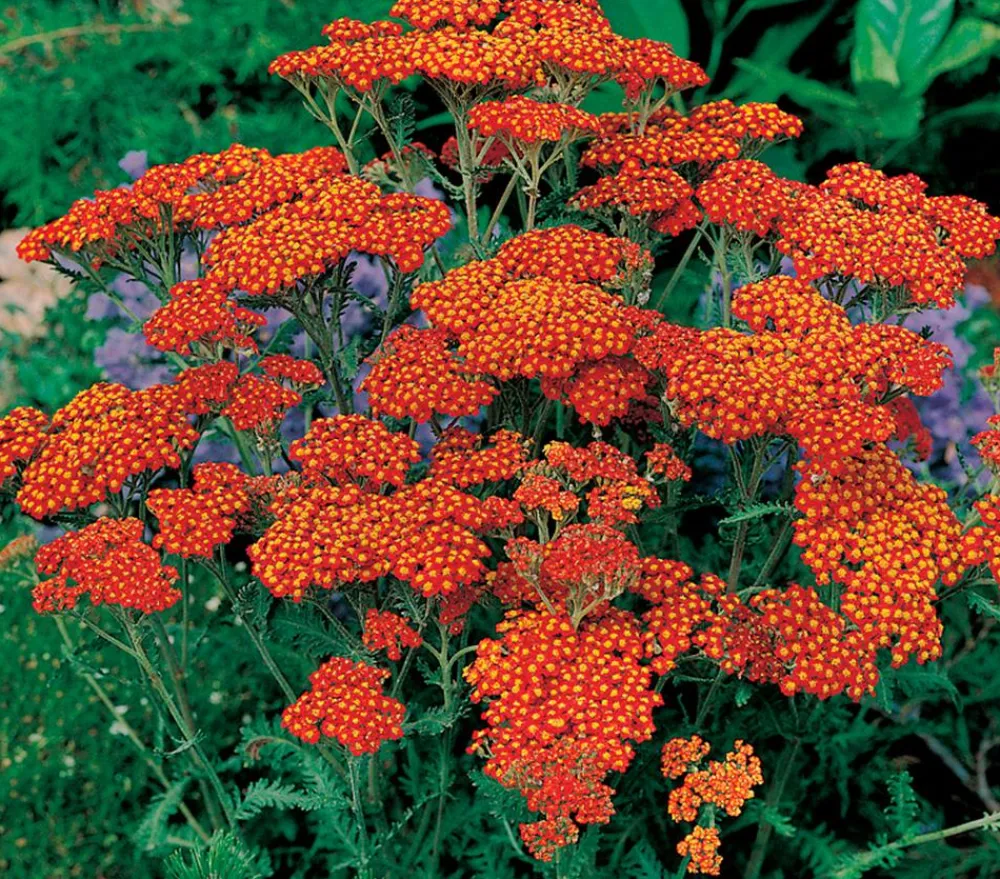 Dehner Bio Bio Schafgarbe 'Terracotta' Orange Outlet