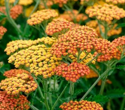 Dehner Bio Bio Schafgarbe 'Terracotta' Orange Outlet