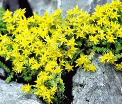 Dehner Bio Fetthenne|Bio Stauden > Bio Scharfer Mauerpfeffer