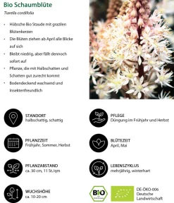 Dehner Bio Bio Schaumblüte Weiß Clearance
