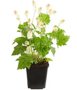 Dehner Bio Bio Schaumblüte Weiß Clearance